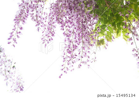 京都府綴喜郡宇治田原町の里山で撮影した藤の花 15495134