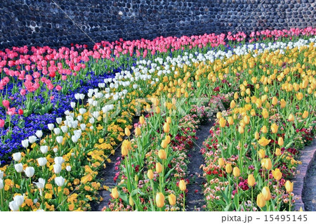 色とりどりのチューリップ 色とりどりのチューリップ 15495145