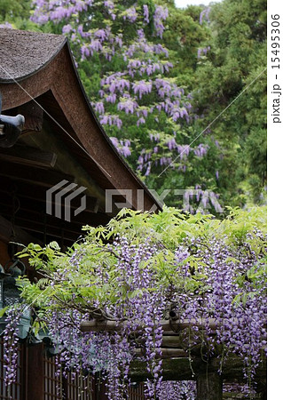 春日大社の砂ずりの藤 春日大社の砂ずりの藤 15495306
