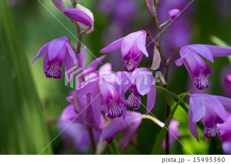 紫蘭 クローズアップ 紫蘭 クローズアップ 15495360