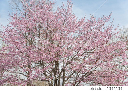 桜 桜 15495544