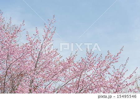 桜 桜 15495546