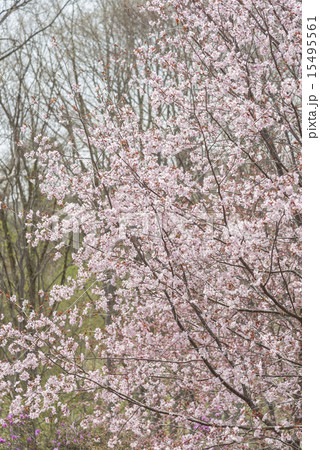 桜 桜 15495561