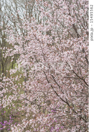 桜 15495562
