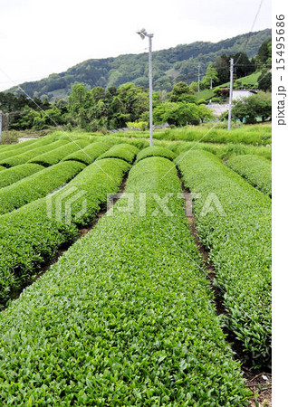 宇治茶の郷 和束の茶畑 宇治茶の郷 和束の茶畑 15495686