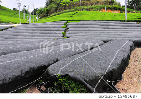 宇治茶の郷　和束の茶畑 15495687