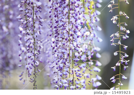 熊野の長藤 熊野の長藤 15495923