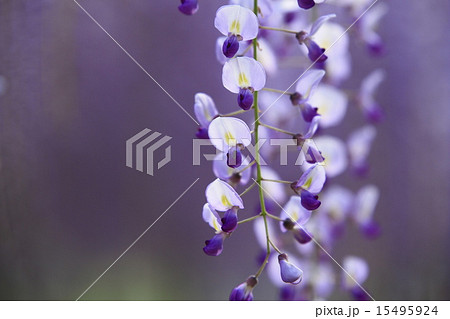 熊野の長藤 15495924