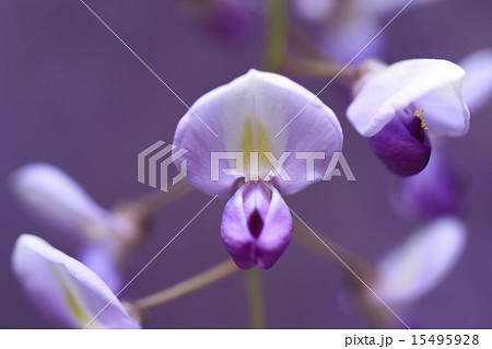 熊野の長藤 熊野の長藤 15495928