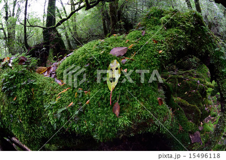 屋久島・白谷雲水峡の苔むす森にて笑う妖精 15496118