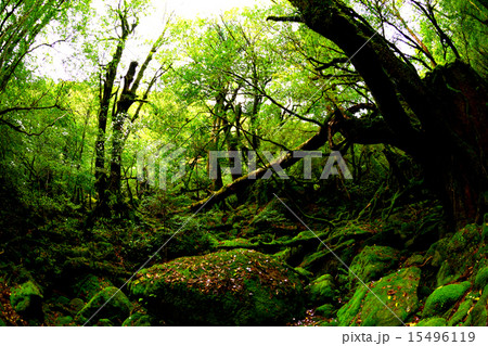屋久島・白谷雲水峡の苔むす森 15496119