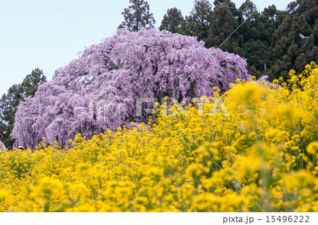 合戦場のしだれ桜 15496222