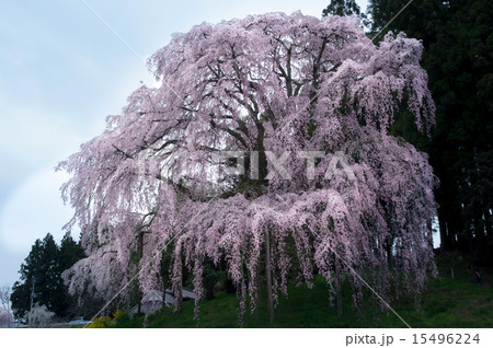 合戦場のしだれ桜 15496224