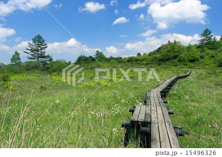ワタスゲ咲く武具脱の池の湿原と夏空 ワタスゲ咲く武具脱の池の湿原と夏空 15496326
