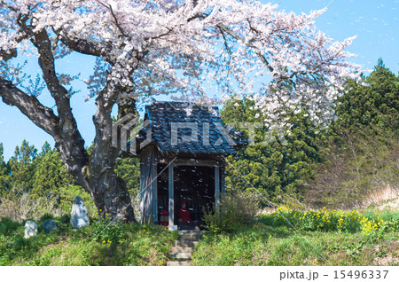 小沢の桜　 15496337