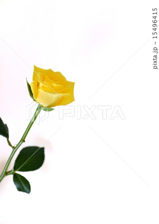 黄色いバラ １輪 父の日の写真素材