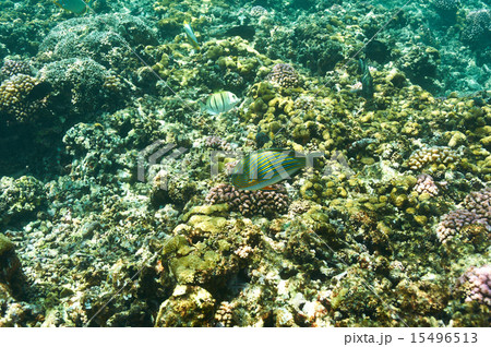 Coral reef and fish Coral reef and fish 15496513