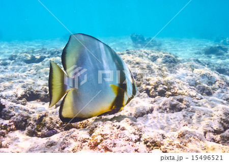 Coral reef and fish 15496521