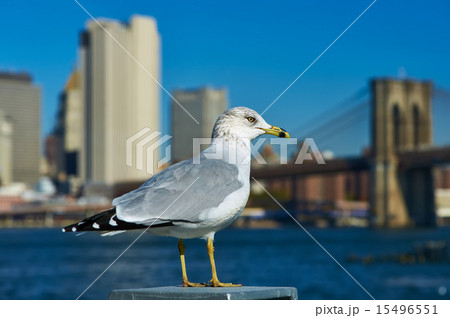 Seagull with Manhattan in background. 15496551