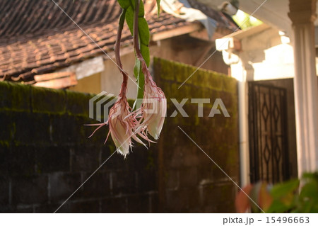 ジャワ島の月下美人 15496663