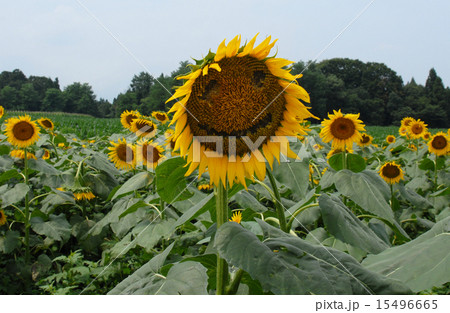ひまわり ひまわり 15496665