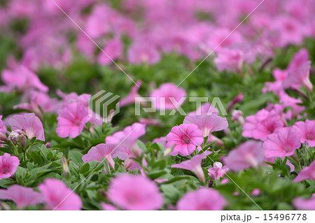 春の草花 ピンク１の写真素材