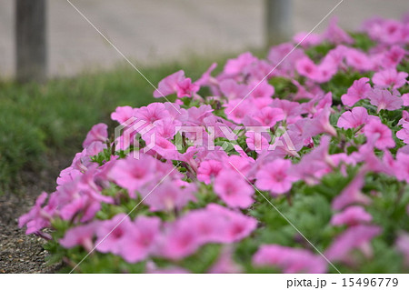 春の草花 ピンク2の写真素材