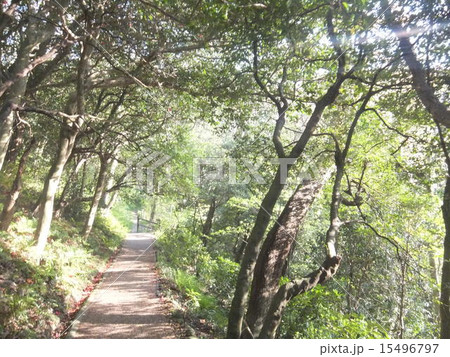 風景 風景 15496797