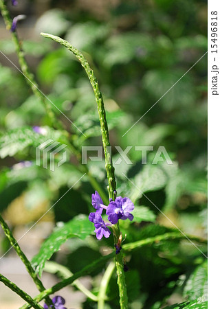 ホナガソウ 15496818