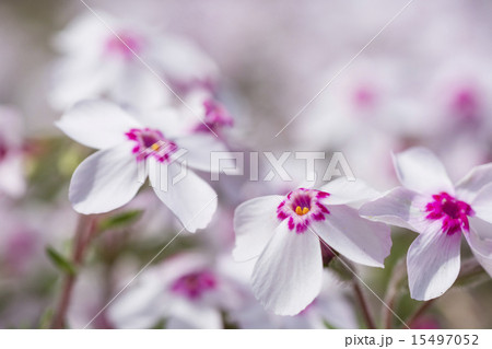 春の小さい花　シバ桜 15497052