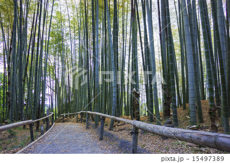 京都:竹林 京都:竹林 15497389