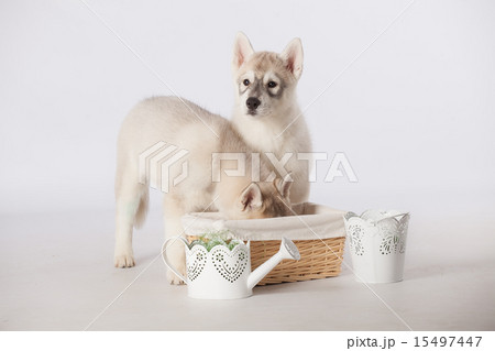 Siberian Husky dogs Siberian Husky dogs 15497447