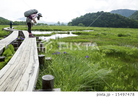 尾瀬ヶ原 植物観察 尾瀬ヶ原 植物観察 15497478