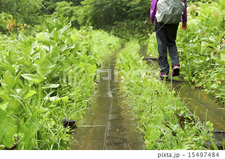 尾瀬ヶ原　雨上がりの木道 15497484