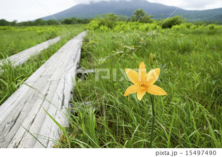 尾瀬ヶ原　ニッコウキスゲ 15497490