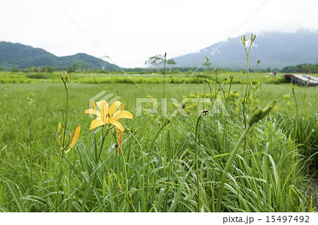 尾瀬ヶ原　雨上がりのニッコウキスゲ 15497492