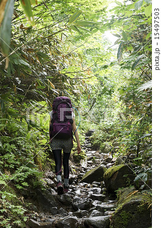 尾瀬ヶ原　尾瀬沼へ向かう 15497503