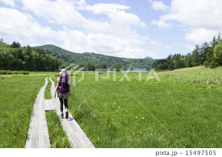 尾瀬　大江湿原を進む登山者 15497505