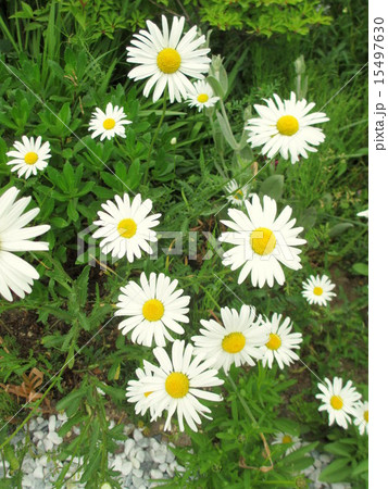 春の花 マーガレット 春の花 マーガレット 15497630