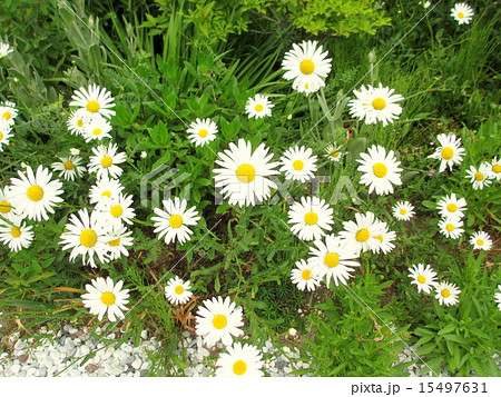 春の花 マーガレットの写真素材