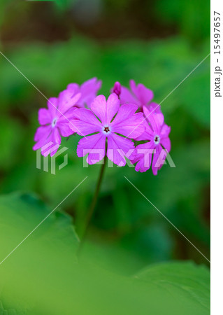 桜草 桜草 15497657