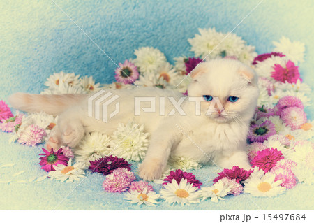 Cute kitten have a rest on the flowers Cute kitten have a rest on the flowers 15497684