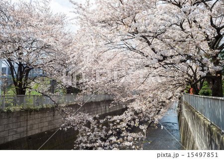 東中野　神田川沿いの桜 15497851