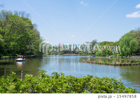 新緑の善福寺公園 15497858