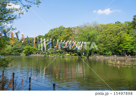 新緑の善福寺公園 15497898