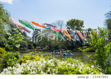 善福寺公園の鯉幟 善福寺公園の鯉幟 15497903