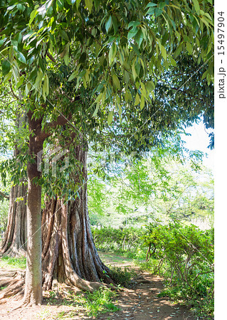 新緑の善福寺公園 新緑の善福寺公園 15497904