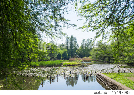 新緑の善福寺公園 新緑の善福寺公園 15497905