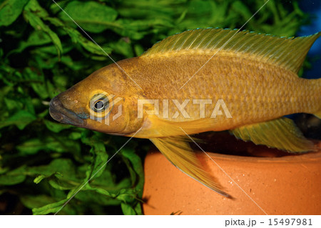 Neolamprologus fish 15497981