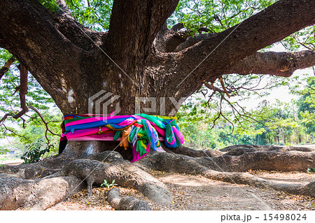 Big samanea samantree 15498024